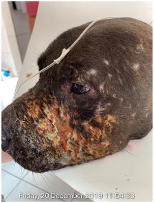 Case report: First criminal conviction of dog fighting in Brazil: an international network organization